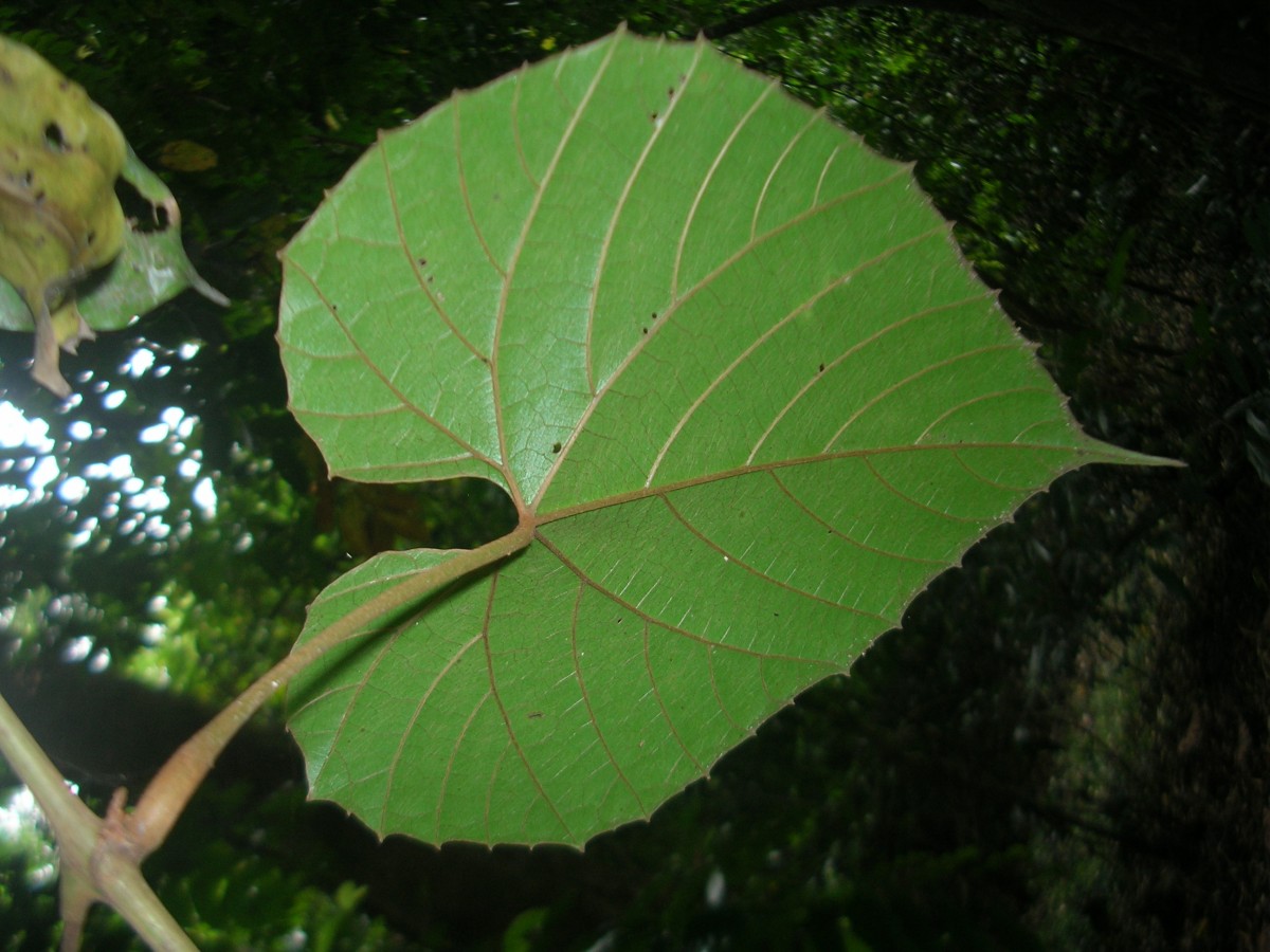 Ampelocissus indica (L.) Planch.